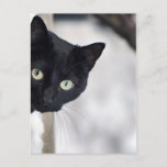 Black Cat Postcard at Zazzle