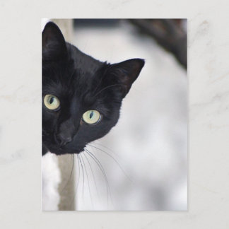 Black Cat Postcard
