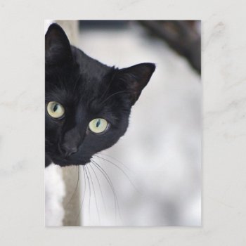 Black Cat Postcard by Madddy at Zazzle