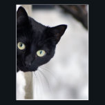 Black Cat Postcard<br><div class="desc">My photograph</div>
