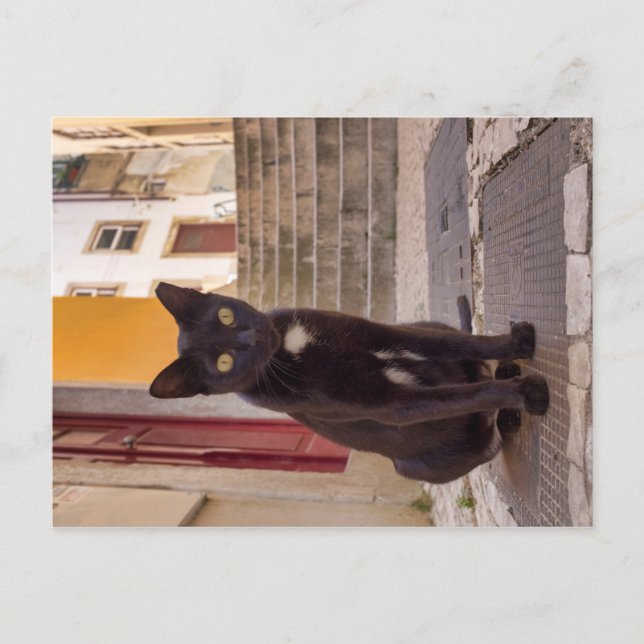 Black Cat Postcard (Front)
