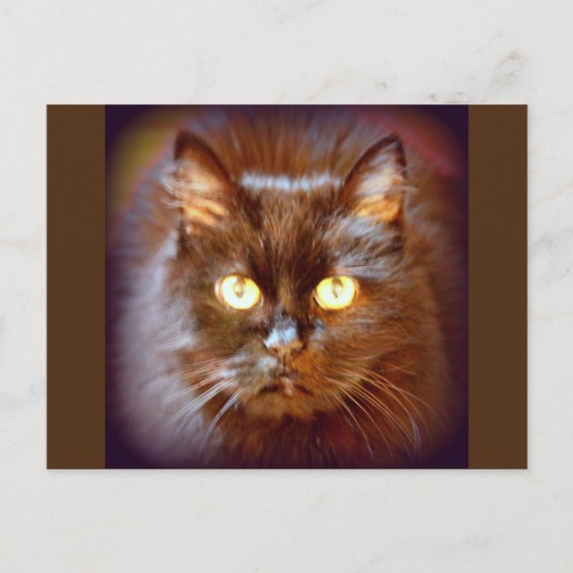 black cat postcard (Front)