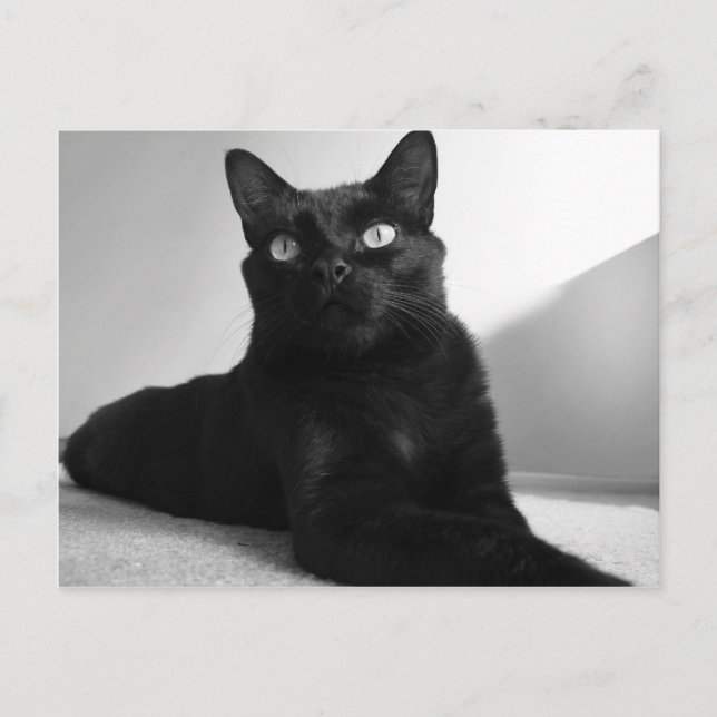 black cat postcard (Front)