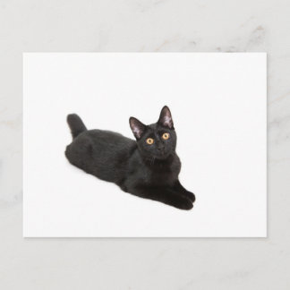 Black cat postcard