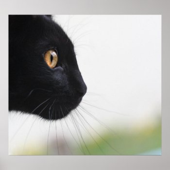 Black Cat Poster by Madddy at Zazzle