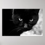 Black Cat Poster at Zazzle