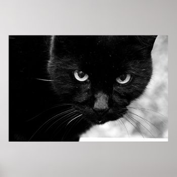 Black Cat Poster by PaducahAugust at Zazzle