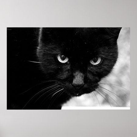 Black Cat Poster