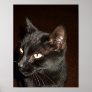 BLACK CAT poster