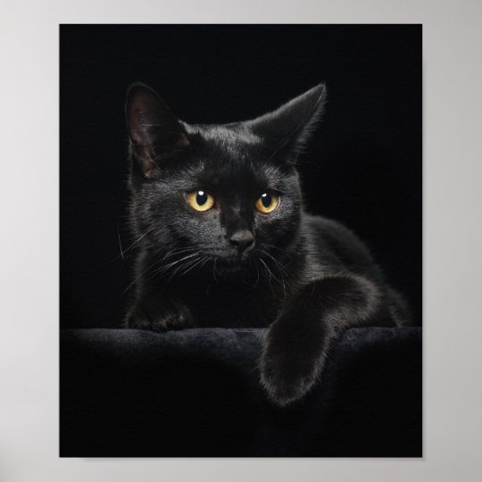 black-cat-poster-zazzle