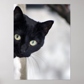 Black Cat Print by Madddy at Zazzle