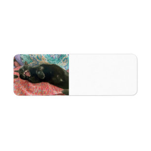 Black Cat Return Address Label