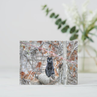 Black Cat Sitting Outdoors Postcard