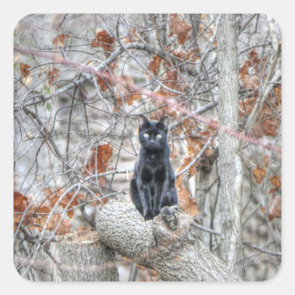 Black Cat Sitting Outdoors Square Sticker