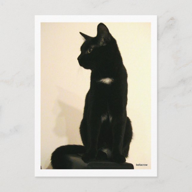 black cat sitting postcard (Front)