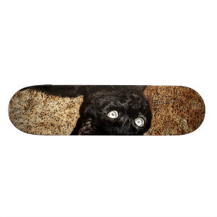 black cat skateboard deck