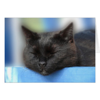 Black Cat Sleeping Cards
