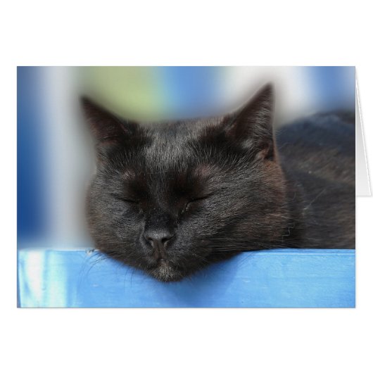 Black Cat Sleeping Cards (Front Horizontal)