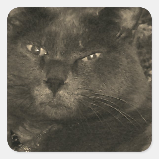 Black Cat Square Sticker (Front)