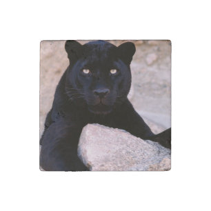 Black Cat Stone Magnet