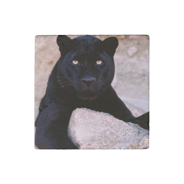 Black Cat Stone Magnet (Front)