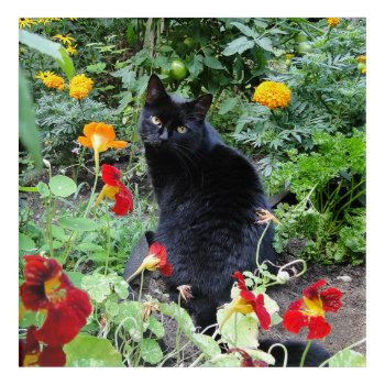 Black Cat Summer Garden Photography Acrylic Print by DustyFarmPaper at Zazzle