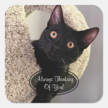 Black Cat Thinking Of You Stickers by KELLBELL535 at Zazzle