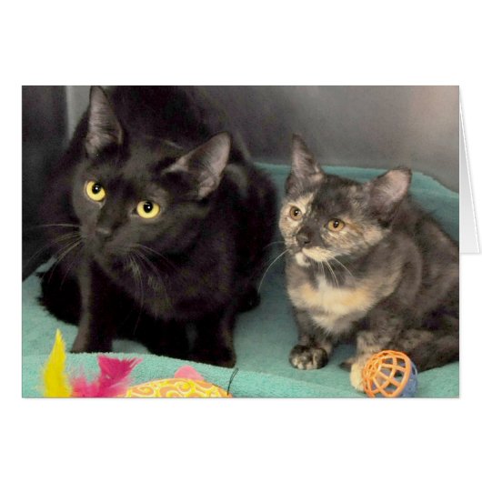 Black Cat/Tortoiseshell Kitten Greeting/Note Cards (Front Horizontal)