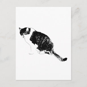 Black Cat Vector Invites Bold Seasonal Notes