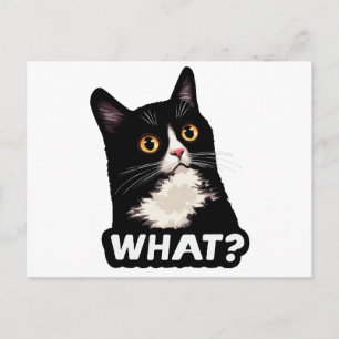 Black Cat What? Postcard