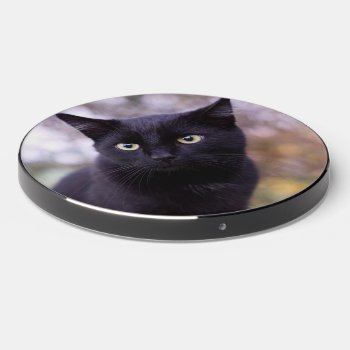 Black Cat   Wireless Charger by MehrFarbeImLeben at Zazzle