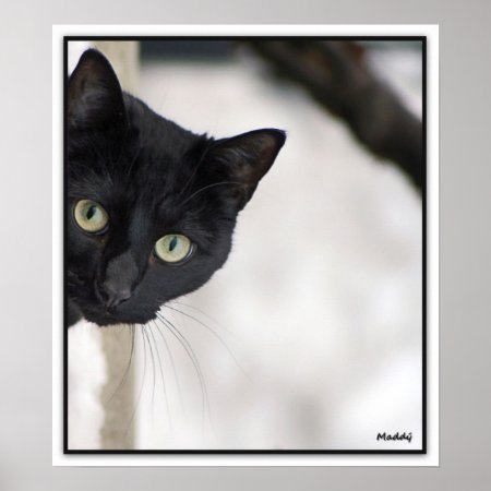 Black Cat - With Border Poster