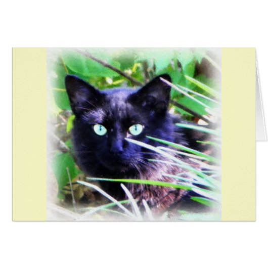 Black cat with striking green eyes (Front Horizontal)