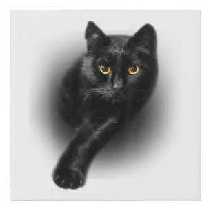 Black Cat Yellow Eyes T-Shirt Cats Tee Faux Canvas Print