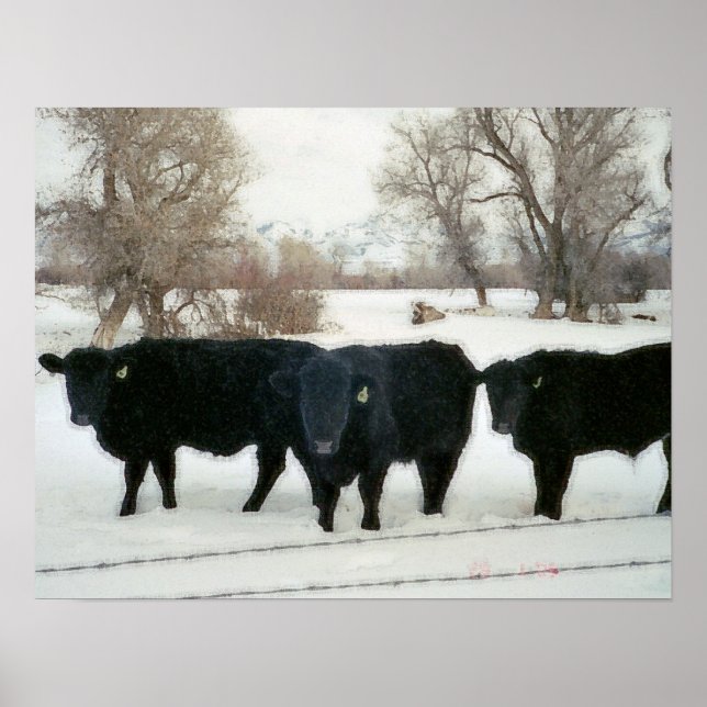 Black Cattle in Snow Poster (Front)