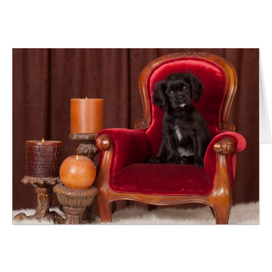 Black Cavalier King Charles Spaniel Cards (Front Horizontal)