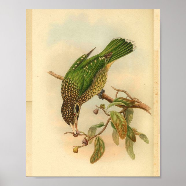 Black Cheeked Cat Bird Green Yellow Vintage Print (Front)