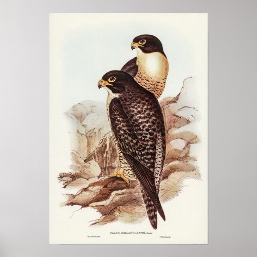 Black_cheeked Falcon by Elizabeth Gould Poster