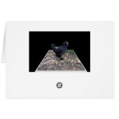 Black Chicken Pop Out,_ (Back Horizontal)