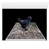 Black Chicken Pop Out,_ (Inside Horizontal (Bottom))
