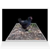 Black Chicken Pop Out,_ (Inside Horizontal (Top))