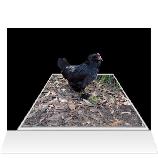 Black Chicken Pop Out,_ (Inside Horizontal (Top))