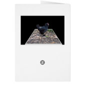 Black Chicken Pop Out,_ (Back)