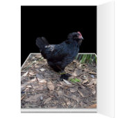 Black Chicken Pop Out,_ (Inside (Left))