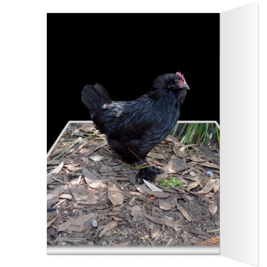 Black Chicken Pop Out,_ (Inside (Left))
