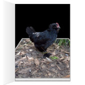 Black Chicken Pop Out,_ (Inside (Right))