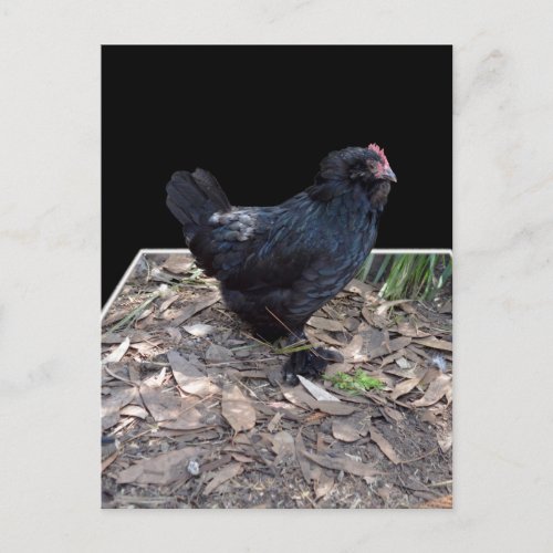 Black Chicken Three Dmensional Pop Out_Postcard Postcard