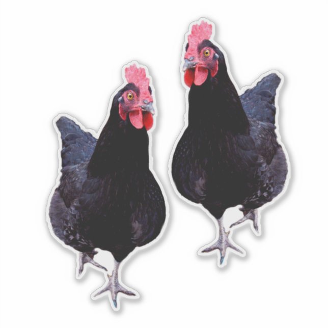 Black Chickens Strut, Sticker (Front)