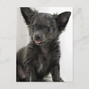 Black Chihuahua Postcard