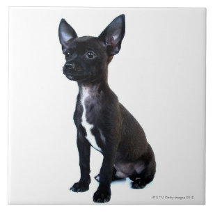 Black Chihuahua puppy Ceramic Tile